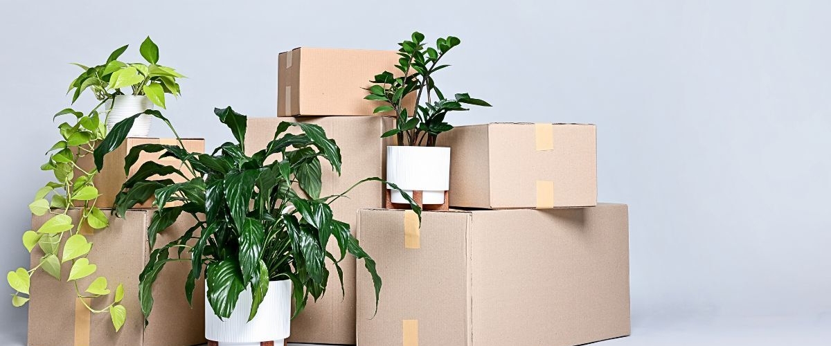 Plants on moving boxes
