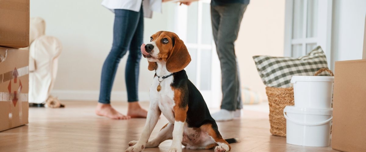 Moving house with dogs: 10 steps to making it easier banner image