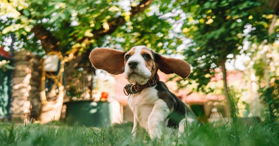 Dog outside with flappy ears