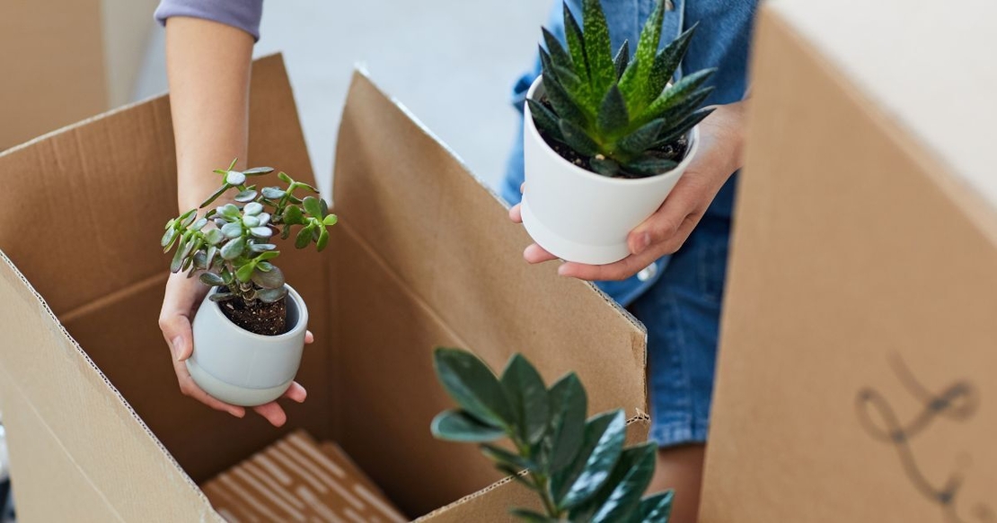 Packing plants into boxes