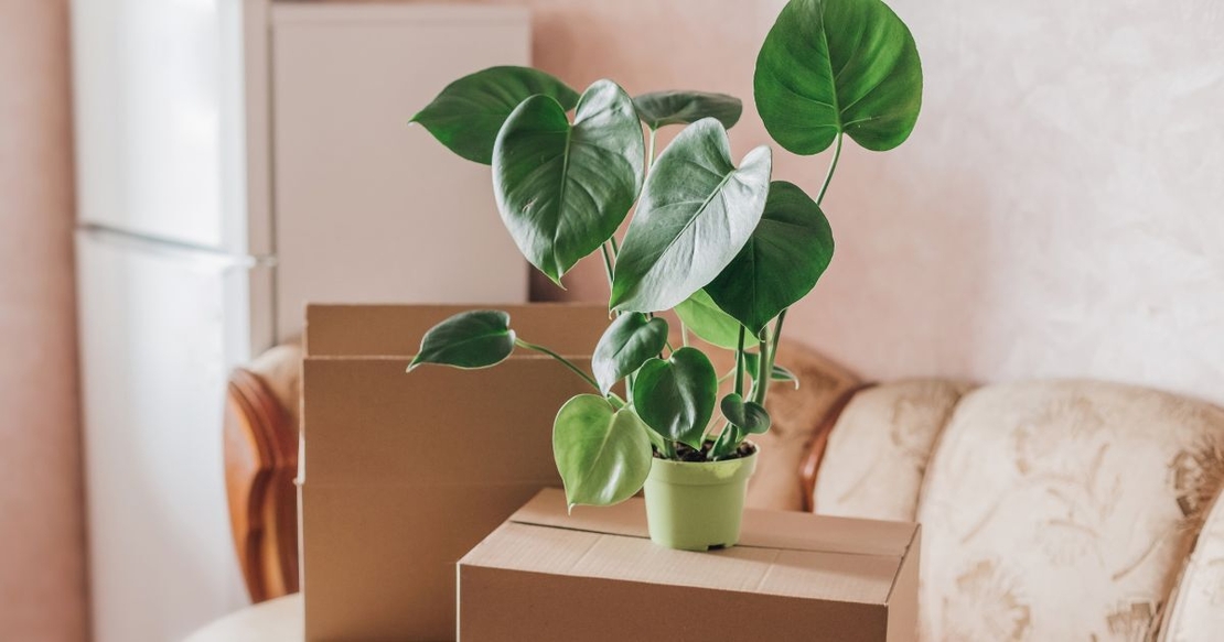 Plant on moving boxes