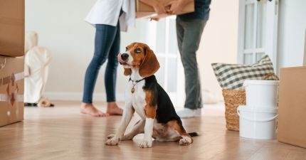 Thumbnail: Moving house with dogs: 10 steps to making it easier